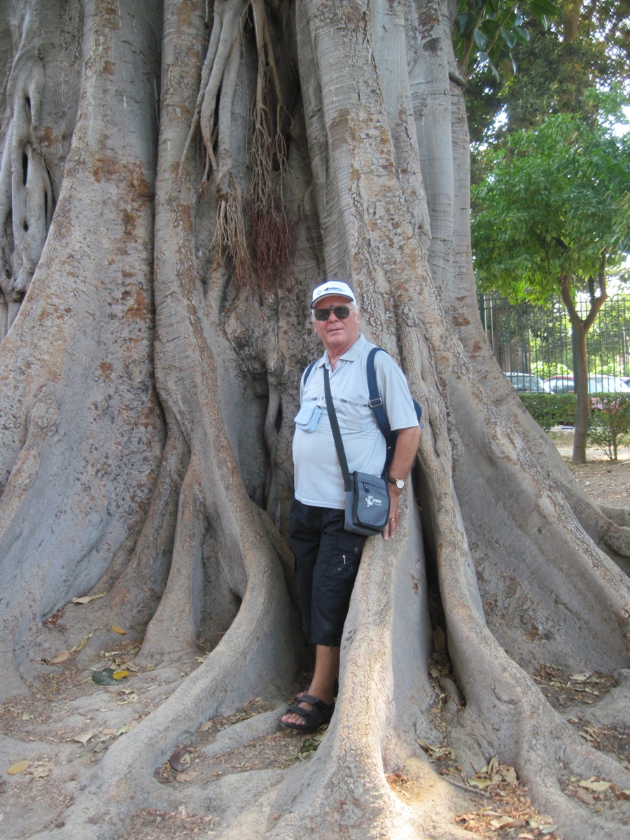 41-Un gigantesco albero all'interno del giardino de Murillo